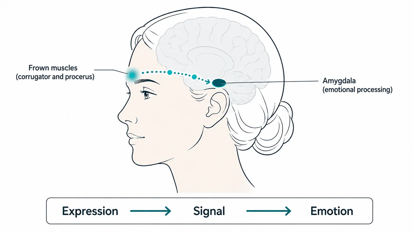 Diagram showing the facial feedback loop: signals travel from the corrugator and procerus frown muscles to the amygdala, where emotion is processed.